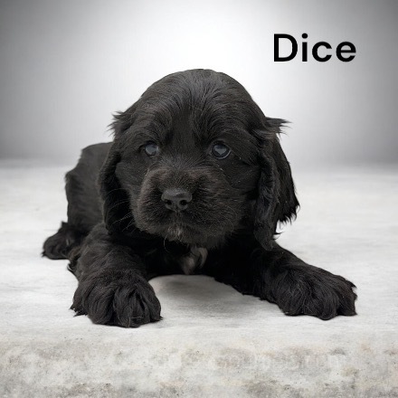 puppy, for, sale, Cocker Spaniel, Joe & Cherri  Overlease, dog, breeder, Miller, MO, dog-breeder, puppy-for-sale, forsale, nearby, find, puppyfind, locator, puppylocator, aca